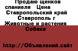 Продаю щенков спаниеля › Цена ­ 5 000 - Ставропольский край, Ставрополь г. Животные и растения » Собаки   